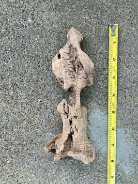 Ohio River Driftwood 7"x3"x2" (Spinal Vertebrae Shape)